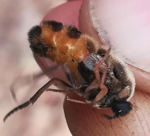 Astomella hispaniae
